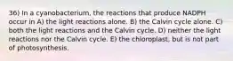 36) In a cyanobacterium, the reactions that produce NADPH occur in A) the light reactions alone. B) the Calvin cycle alone. C) both the light reactions and the Calvin cycle. D) neither the light reactions nor the Calvin cycle. E) the chloroplast, but is not part of photosynthesis.