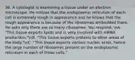 36. A cytologist is examining a tissue under an electron microscope. He notices that the endoplasmic reticulum of each cell is extremely rough in appearance and he knows that the rough appearance is because of the ribosomes embedded there. He asks why there are so many ribosomes. You respond, nA. "This tissue exports lipids and is very involved with mRNA production."nB. "This tissue exports proteins to other areas of the body."nC. "This tissue exports various nucleic acids, hence the large number of ribosomes present on the endoplasmic reticulum in each of those cells."