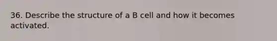 36. Describe the structure of a B cell and how it becomes activated.