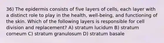 36) The epidermis consists of five layers of cells, each layer with a distinct role to play in the health, well-being, and functioning of the skin. Which of the following layers is responsible for cell division and replacement? A) stratum lucidum B) stratum corneum C) stratum granulosum D) stratum basale