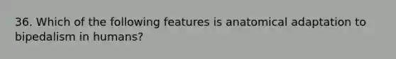 36. Which of the following features is anatomical adaptation to bipedalism in humans?