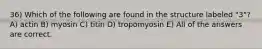 36) Which of the following are found in the structure labeled "3"? A) actin B) myosin C) titin D) tropomyosin E) All of the answers are correct.