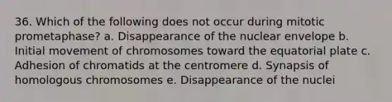 36. Which of the following does not occur during mitotic prometaphase? a. Disappearance of the nuclear envelope b. Initial movement of chromosomes toward the equatorial plate c. Adhesion of chromatids at the centromere d. Synapsis of homologous chromosomes e. Disappearance of the nuclei