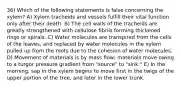 36) Which of the following statements is false concerning the xylem? A) Xylem tracheids and vessels fulfill their vital function only after their death. B) The cell walls of the tracheids are greatly strengthened with cellulose fibrils forming thickened rings or spirals. C) Water molecules are transpired from the cells of the leaves, and replaced by water molecules in the xylem pulled up from the roots due to the cohesion of water molecules. D) Movement of materials is by mass flow; materials move owing to a turgor pressure gradient from "source" to "sink." E) In the morning, sap in the xylem begins to move first in the twigs of the upper portion of the tree, and later in the lower trunk.