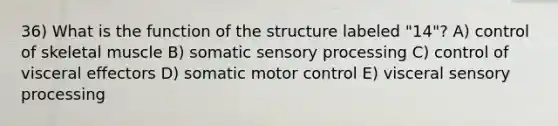 36) What is the function of the structure labeled "14"? A) control of skeletal muscle B) somatic sensory processing C) control of visceral effectors D) somatic motor control E) visceral sensory processing