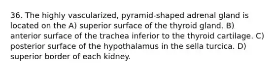 36. The highly vascularized, pyramid-shaped adrenal gland is located on the A) superior surface of the thyroid gland. B) anterior surface of the trachea inferior to the thyroid cartilage. C) posterior surface of the hypothalamus in the sella turcica. D) superior border of each kidney.