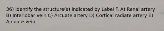 36) Identify the structure(s) indicated by Label F. A) Renal artery B) Interlobar vein C) Arcuate artery D) Cortical radiate artery E) Arcuate vein