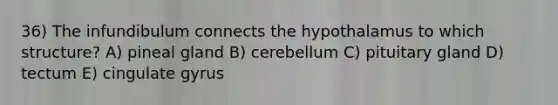 36) The infundibulum connects the hypothalamus to which structure? A) pineal gland B) cerebellum C) pituitary gland D) tectum E) cingulate gyrus