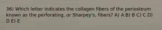 36) Which letter indicates the collagen fibers of the periosteum known as the perforating, or Sharpey's, fibers? A) A B) B C) C D) D E) E