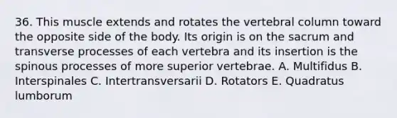 36. This muscle extends and rotates the vertebral column toward the opposite side of the body. Its origin is on the sacrum and transverse processes of each vertebra and its insertion is the spinous processes of more superior vertebrae. A. Multifidus B. Interspinales C. Intertransversarii D. Rotators E. Quadratus lumborum