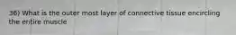 36) What is the outer most layer of connective tissue encircling the entire muscle