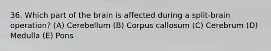 36. Which part of the brain is affected during a split-brain operation? (A) Cerebellum (B) Corpus callosum (C) Cerebrum (D) Medulla (E) Pons