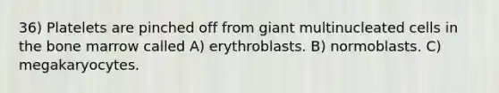 36) Platelets are pinched off from giant multinucleated cells in the bone marrow called A) erythroblasts. B) normoblasts. C) megakaryocytes.