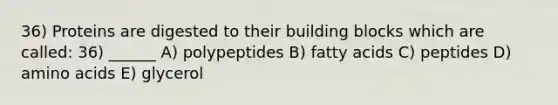 36) Proteins are digested to their building blocks which are called: 36) ______ A) polypeptides B) fatty acids C) peptides D) amino acids E) glycerol