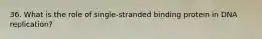 36. What is the role of single-stranded binding protein in DNA replication?