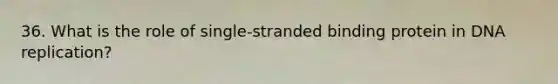 36. What is the role of single-stranded binding protein in DNA replication?