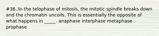 #36. In the telophase of mitosis, the mitotic spindle breaks down and the chromatin uncoils. This is essentially the opposite of what happens in _____. anaphase interphase metaphase prophase