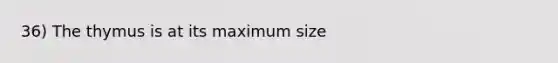 36) The thymus is at its maximum size