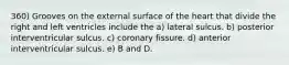 360) Grooves on the external surface of the heart that divide the right and left ventricles include the a) lateral sulcus. b) posterior interventricular sulcus. c) coronary fissure. d) anterior interventricular sulcus. e) B and D.