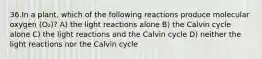 36.In a plant, which of the following reactions produce molecular oxygen (O₂)? A) the light reactions alone B) the Calvin cycle alone C) the light reactions and the Calvin cycle D) neither the light reactions nor the Calvin cycle