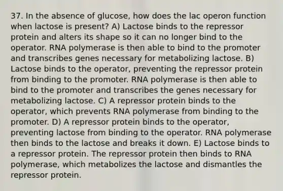 37. In the absence of glucose, how does the lac operon function when lactose is present? A) Lactose binds to the repressor protein and alters its shape so it can no longer bind to the operator. RNA polymerase is then able to bind to the promoter and transcribes genes necessary for metabolizing lactose. B) Lactose binds to the operator, preventing the repressor protein from binding to the promoter. RNA polymerase is then able to bind to the promoter and transcribes the genes necessary for metabolizing lactose. C) A repressor protein binds to the operator, which prevents RNA polymerase from binding to the promoter. D) A repressor protein binds to the operator, preventing lactose from binding to the operator. RNA polymerase then binds to the lactose and breaks it down. E) Lactose binds to a repressor protein. The repressor protein then binds to RNA polymerase, which metabolizes the lactose and dismantles the repressor protein.