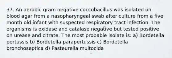 37. An aerobic gram negative coccobacillus was isolated on blood agar from a nasopharyngeal swab after culture from a five month old infant with suspected respiratory tract infection. The organisms is oxidase and catalase negative but tested positive on urease and citrate. The most probable isolate is: a) Bordetella pertussis b) Bordetella parapertussis c) Bordetella bronchoseptica d) Pasteurella multocida