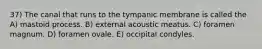 37) The canal that runs to the tympanic membrane is called the A) mastoid process. B) external acoustic meatus. C) foramen magnum. D) foramen ovale. E) occipital condyles.