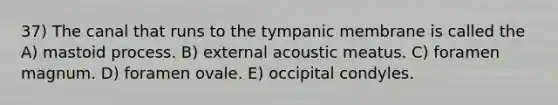 37) The canal that runs to the tympanic membrane is called the A) mastoid process. B) external acoustic meatus. C) foramen magnum. D) foramen ovale. E) occipital condyles.