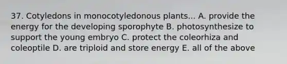 37. Cotyledons in monocotyledonous plants... A. provide the energy for the developing sporophyte B. photosynthesize to support the young embryo C. protect the coleorhiza and coleoptile D. are triploid and store energy E. all of the above