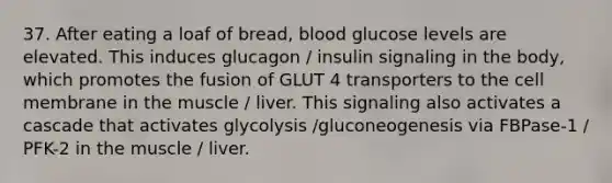 37. After eating a loaf of bread, blood glucose levels are elevated. This induces glucagon / insulin signaling in the body, which promotes the fusion of GLUT 4 transporters to the cell membrane in the muscle / liver. This signaling also activates a cascade that activates glycolysis /gluconeogenesis via FBPase-1 / PFK-2 in the muscle / liver.