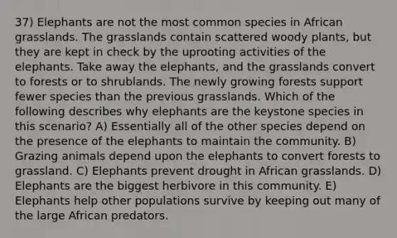 37) Elephants are not the most common species in African grasslands. The grasslands contain scattered woody plants, but they are kept in check by the uprooting activities of the elephants. Take away the elephants, and the grasslands convert to forests or to shrublands. The newly growing forests support fewer species than the previous grasslands. Which of the following describes why elephants are the keystone species in this scenario? A) Essentially all of the other species depend on the presence of the elephants to maintain the community. B) Grazing animals depend upon the elephants to convert forests to grassland. C) Elephants prevent drought in African grasslands. D) Elephants are the biggest herbivore in this community. E) Elephants help other populations survive by keeping out many of the large African predators.