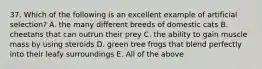 37. Which of the following is an excellent example of artificial selection? A. the many different breeds of domestic cats B. cheetahs that can outrun their prey C. the ability to gain muscle mass by using steroids D. green tree frogs that blend perfectly into their leafy surroundings E. All of the above