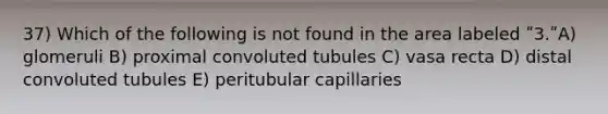 37) Which of the following is not found in the area labeled ʺ3.ʺA) glomeruli B) proximal convoluted tubules C) vasa recta D) distal convoluted tubules E) peritubular capillaries