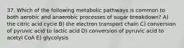 37. Which of the following metabolic pathways is common to both aerobic and anaerobic processes of sugar breakdown? A) the citric acid cycle B) the electron transport chain C) conversion of pyruvic acid to lactic acid D) conversion of pyruvic acid to acetyl CoA E) glycolysis