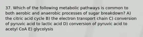 37. Which of the following metabolic pathways is common to both aerobic and anaerobic processes of sugar breakdown? A) the citric acid cycle B) the electron transport chain C) conversion of pyruvic acid to lactic acid D) conversion of pyruvic acid to acetyl CoA E) glycolysis