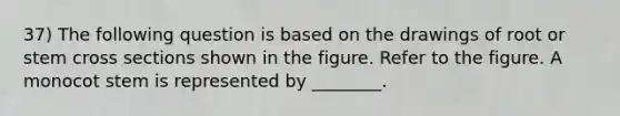 37) The following question is based on the drawings of root or stem cross sections shown in the figure. Refer to the figure. A monocot stem is represented by ________.