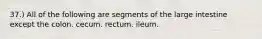 37.) All of the following are segments of the large intestine except the colon. cecum. rectum. ileum.