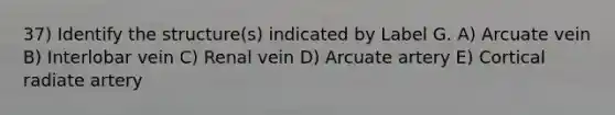 37) Identify the structure(s) indicated by Label G. A) Arcuate vein B) Interlobar vein C) Renal vein D) Arcuate artery E) Cortical radiate artery