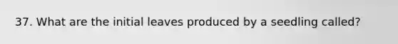 37. What are the initial leaves produced by a seedling called?