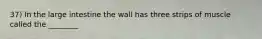 37) In the large intestine the wall has three strips of muscle called the ________