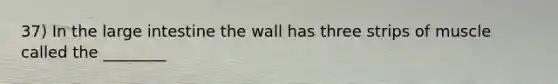 37) In the large intestine the wall has three strips of muscle called the ________