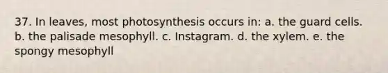 37. In leaves, most photosynthesis occurs in: a. the guard cells. b. the palisade mesophyll. c. Instagram. d. the xylem. e. the spongy mesophyll