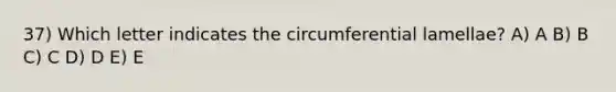 37) Which letter indicates the circumferential lamellae? A) A B) B C) C D) D E) E