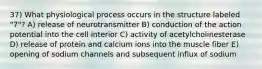 37) What physiological process occurs in the structure labeled "7"? A) release of neurotransmitter B) conduction of the action potential into the cell interior C) activity of acetylcholinesterase D) release of protein and calcium ions into the muscle fiber E) opening of sodium channels and subsequent influx of sodium