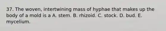 37. The woven, intertwining mass of hyphae that makes up the body of a mold is a A. stem. B. rhizoid. C. stock. D. bud. E. mycelium.