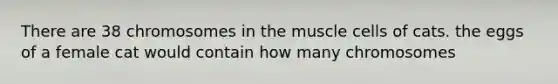 There are 38 chromosomes in the muscle cells of cats. the eggs of a female cat would contain how many chromosomes