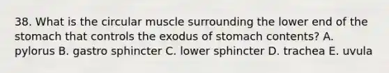 38. What is the circular muscle surrounding the lower end of the stomach that controls the exodus of stomach contents? A. pylorus B. gastro sphincter C. lower sphincter D. trachea E. uvula