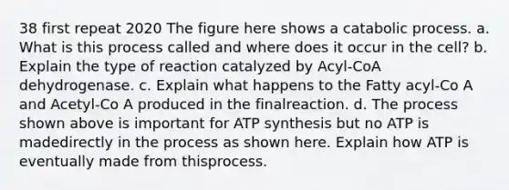 38 first repeat 2020 The figure here shows a catabolic process. a. What is this process called and where does it occur in the cell? b. Explain the type of reaction catalyzed by Acyl-CoA dehydrogenase. c. Explain what happens to the Fatty acyl-Co A and Acetyl-Co A produced in the finalreaction. d. The process shown above is important for ATP synthesis but no ATP is madedirectly in the process as shown here. Explain how ATP is eventually made from thisprocess.