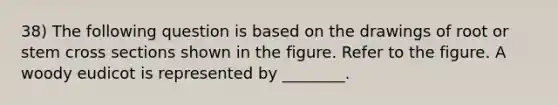 38) The following question is based on the drawings of root or stem cross sections shown in the figure. Refer to the figure. A woody eudicot is represented by ________.