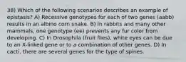 38) Which of the following scenarios describes an example of epistasis? A) Recessive genotypes for each of two genes (aabb) results in an albino corn snake. B) In rabbits and many other mammals, one genotype (ee) prevents any fur color from developing. C) In Drosophila (fruit flies), white eyes can be due to an X-linked gene or to a combination of other genes. D) In cacti, there are several genes for the type of spines.